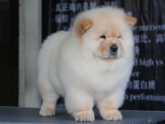 松狮犬吃什么狗粮好?