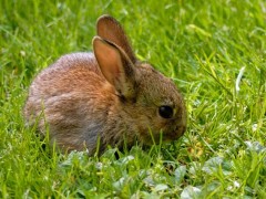 家兔选种育种技巧