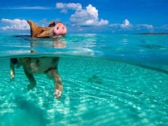 猪真的会游泳吗?