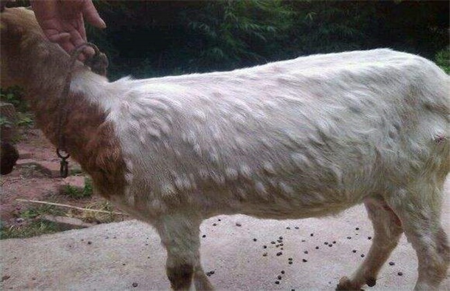 肉羊的常见疾病防治方法 - 达达搜