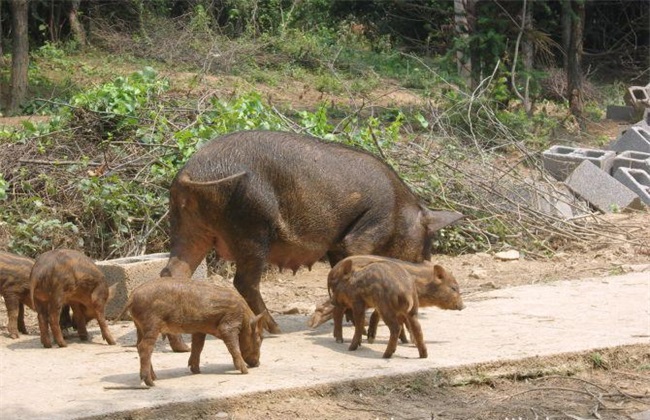 特种野猪 养殖 技术