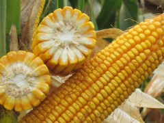 mc703玉米种子,春播品种亩产约823公斤