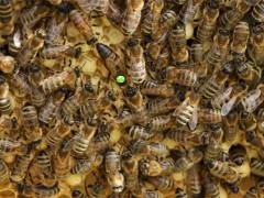 意蜂秋季养殖管理技术
