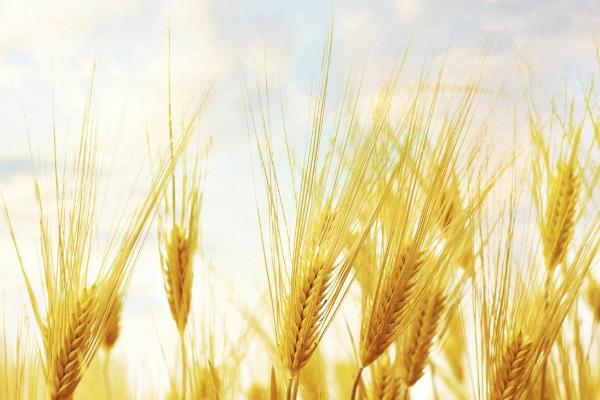 梦见小麦是什么意思 女人梦到收割小麦有什么预兆