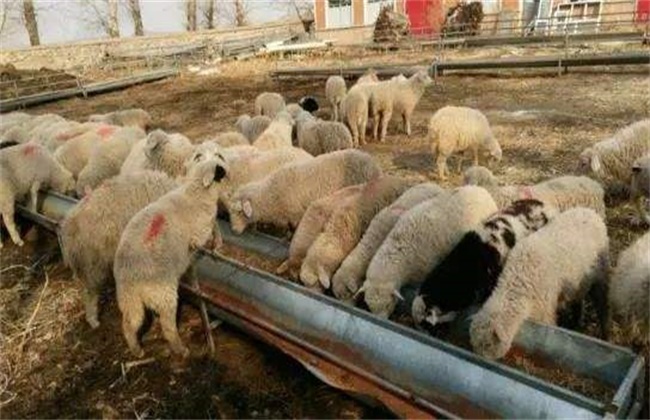 羔羊快速育肥出栏技术