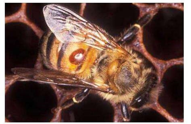 蜜蜂的常见病害种类及防治方法