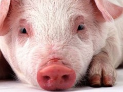 火碱能杀死非洲猪瘟？