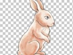 属兔的本命佛是什么,属兔吉祥物是什么,属兔带什么好