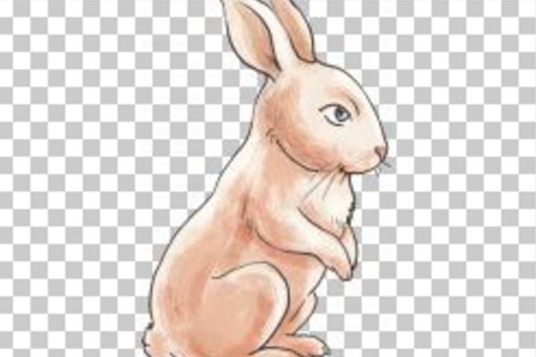 属兔的本命佛是什么 属兔吉祥物是什么 属兔带什么好