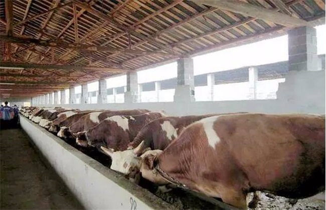 育肥牛 饲养管理 技术