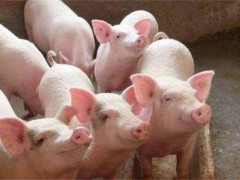 冬季养猪增膘缓慢的原因