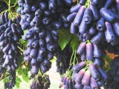 蓝宝石葡萄市场前景怎么样,蓝宝石葡萄种植靠谱吗
