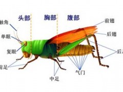 蝗虫的呼吸器官是什么?