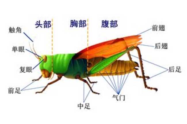 蝗虫的呼吸器官