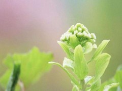 梦见植物长的茂盛是什么意思,女人梦到有人送植物给自己有什么预兆