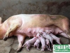 空怀母猪饲料的配制