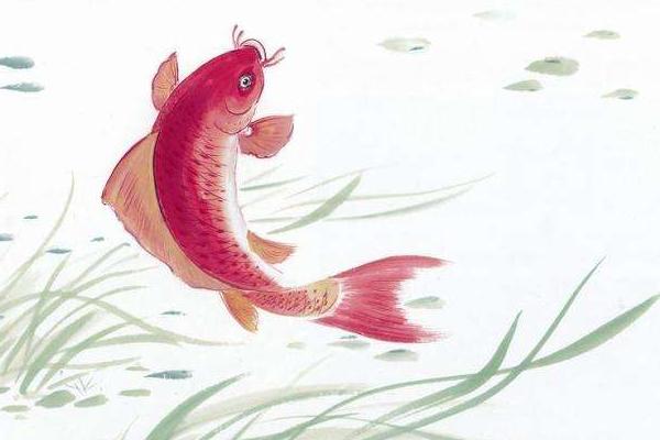 梦见鲤鱼是什么意思 女人梦到红色大鲤鱼有什么预兆