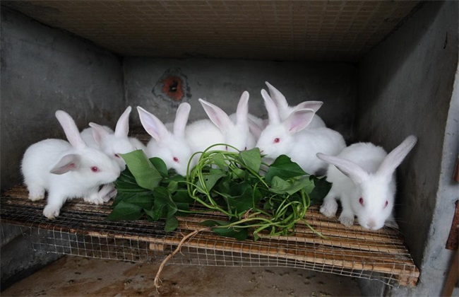兔子养殖 注意事项