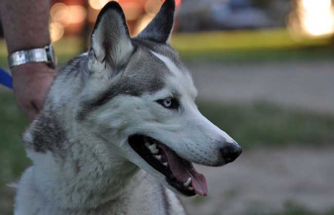 爱斯基摩犬咬人吗