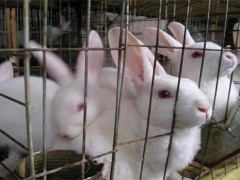 兔子养殖中暑怎么办