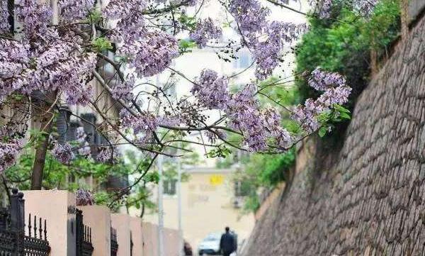 梦见梧桐树开花是什么意思 女人梦到梧桐树有什么预兆