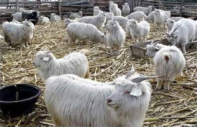 秋季养羊驱虫方法