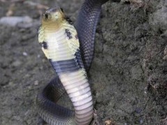 舟山眼镜蛇的毒性强吗?