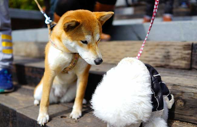 秋田犬