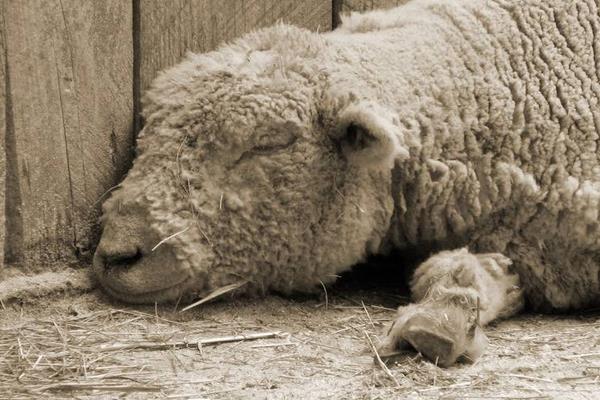 梦见死羊是什么意思 梦到很多白色的羊死了有什么预兆