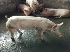国外养猪的科学增重方法