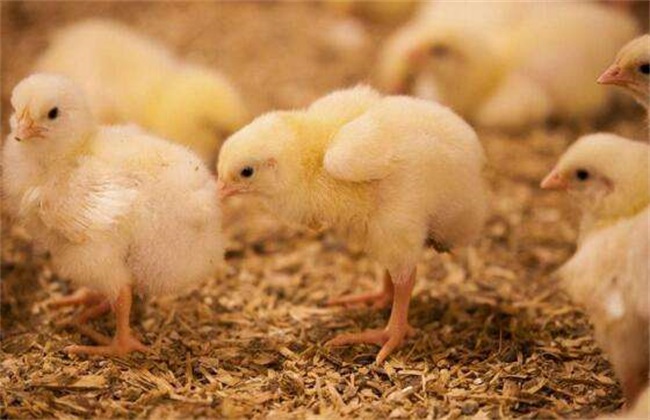 冬季 如何提高 雏鸡抗病力