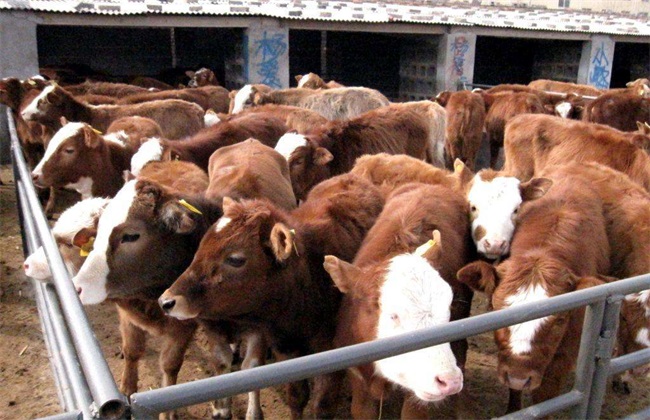 影响 肉牛饲料利用率 因素