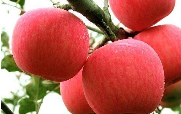 梦见苹果树上结满苹果是什么意思 女人梦到苹果树有什么预兆