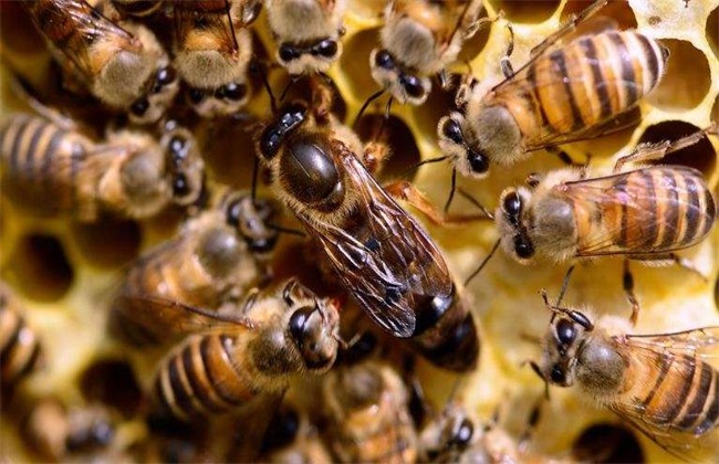 合并蜂群 如何防止 回蜂现象