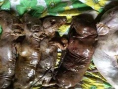 母猪产死胎的原因是什么