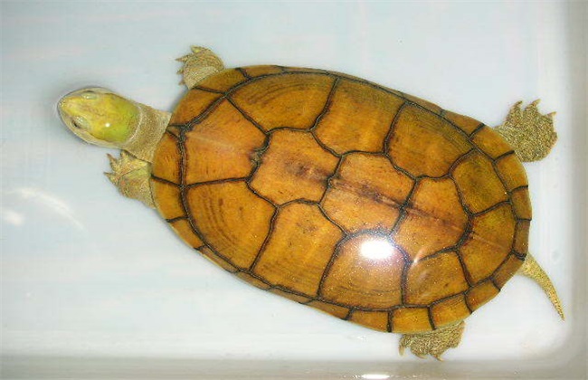 黄喉拟水龟 养殖 方法