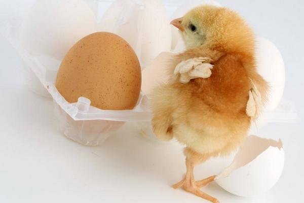 梦见鸡蛋是什么意思 梦到鸡蛋破了变成小鸡有什么预兆