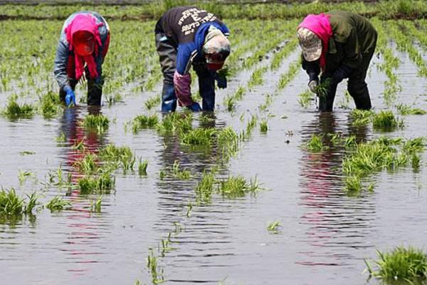 梦见种田是什么意思 女人梦到和别人一起种田有什么预兆