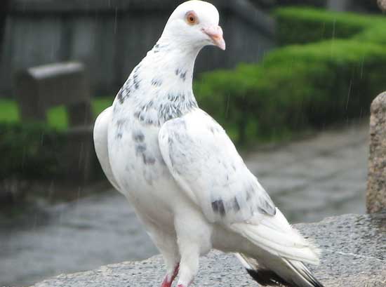 鸽子养殖成本和利润