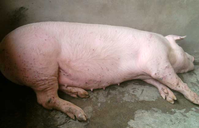 母猪饲养管理技术