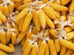 科泰925玉米品种介绍