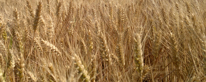 春小麦品种有哪些
