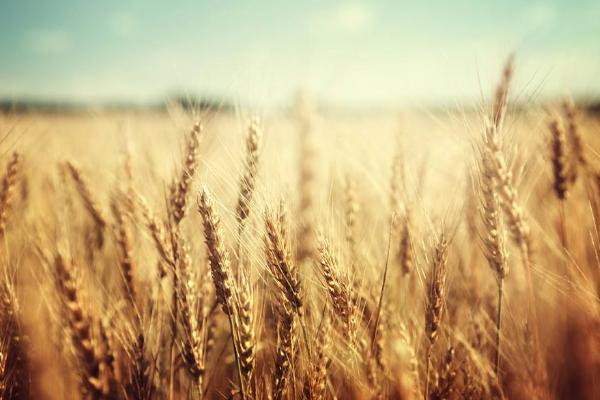 梦见小麦是什么意思 女人梦到收割小麦有什么预兆