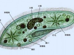 草履虫的生殖方式