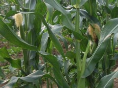 龙单90玉米品种,可直接栽培