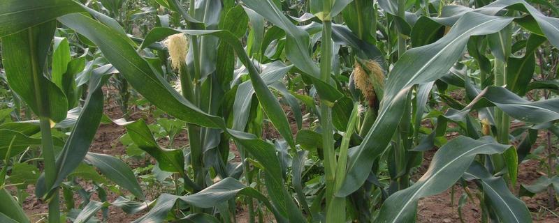 龙单90玉米品种，可直接栽培