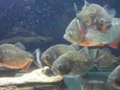 红腹水虎鱼怎么养?