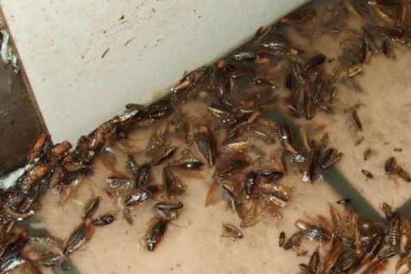 家里有蟑螂是什么兆头 家里蟑螂太多预示什么