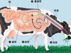 牛反刍的过程