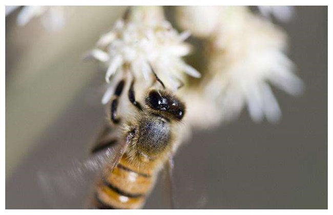 蜂群达不到采蜜群势的补救方法